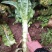 红叶香莴笋新野县蔬菜种植基地大量出货中，货源充足品