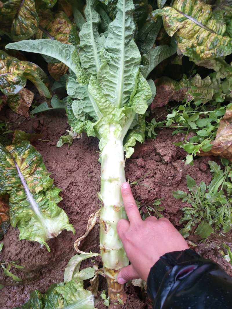 红叶香莴笋新野县蔬菜种植基地大量出货中，货源充足品