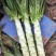红叶香莴笋新野县蔬菜种植基地大量出货中，货源充足品