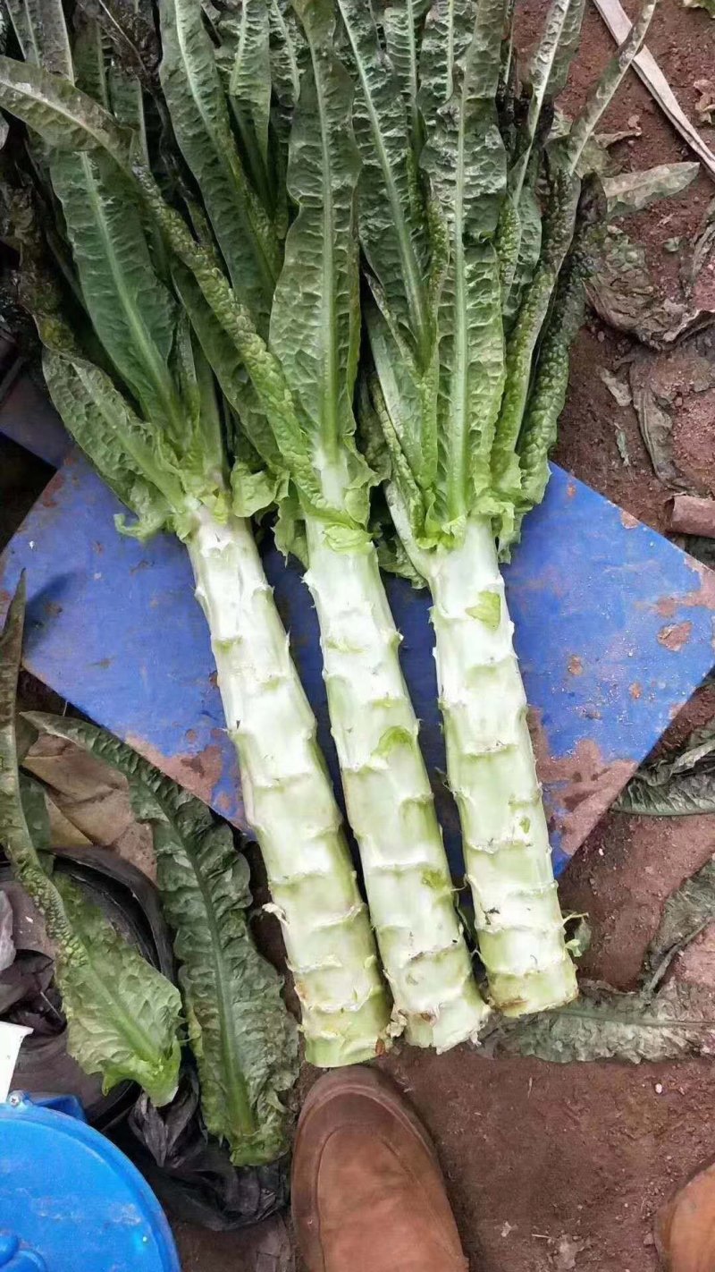 红叶香莴笋新野县蔬菜种植基地大量出货中，货源充足品
