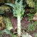 红叶香莴笋新野县蔬菜种植基地大量出货中，货源充足品