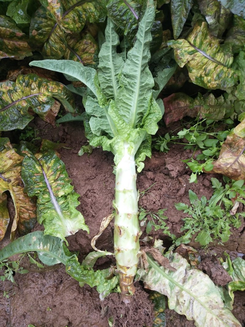 红叶香莴笋新野县蔬菜种植基地大量出货中，货源充足品