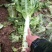 红叶香莴笋新野县蔬菜种植基地大量出货中，货源充足品
