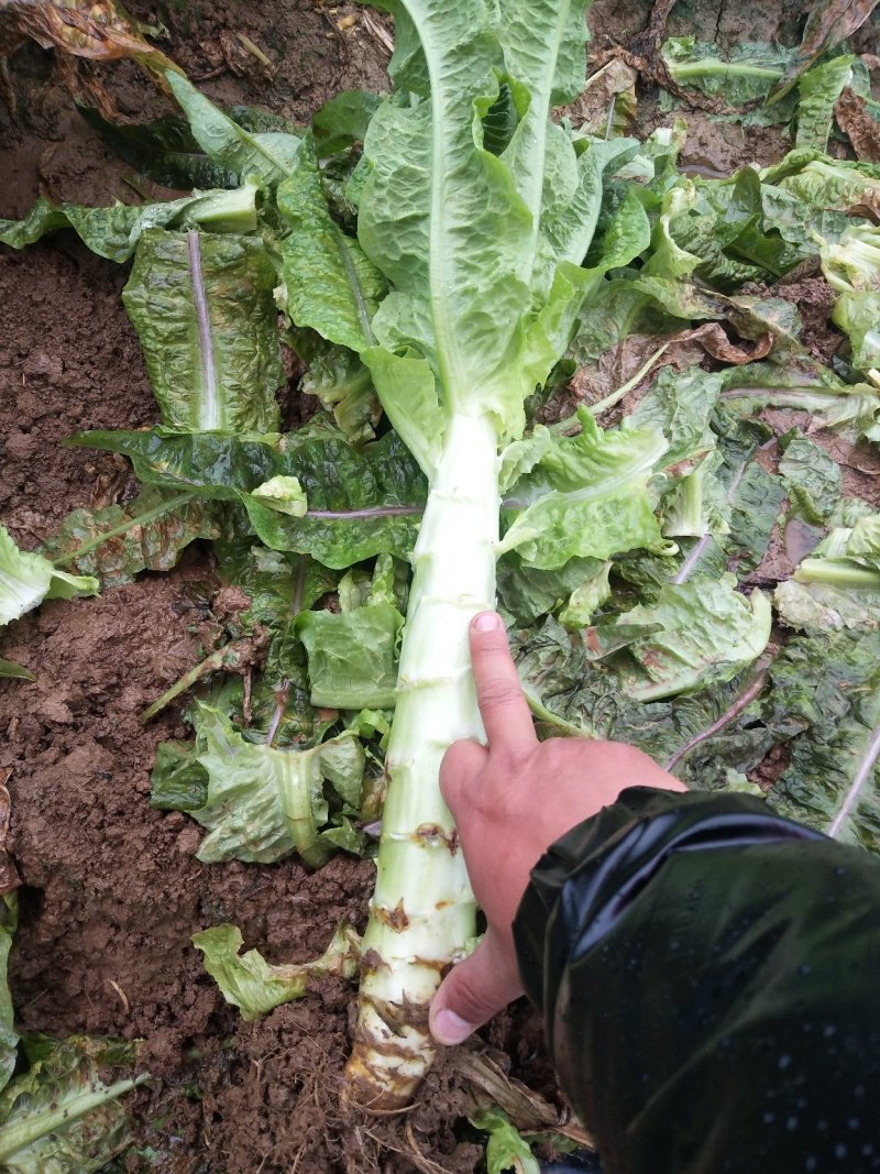 红叶香莴笋新野县蔬菜种植基地大量出货中，货源充足品