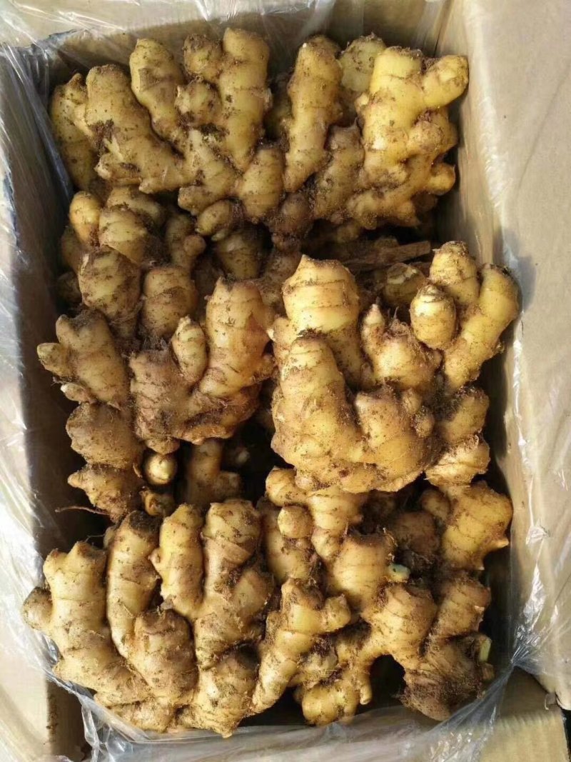 山东优质生姜主产地，大小黄姜，质量保证，坏烂包赔全国发货