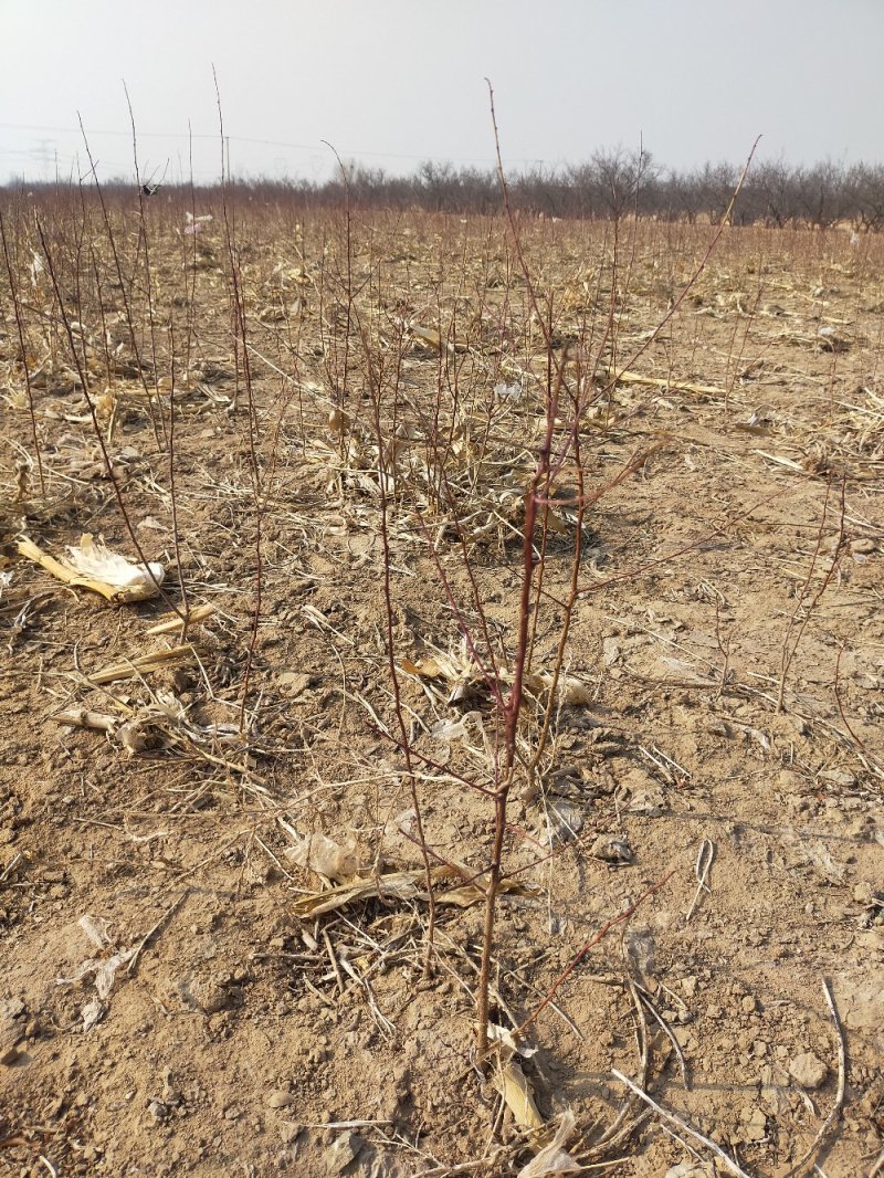 主产地河北张家口蔚县山杏苗，各种规格都有