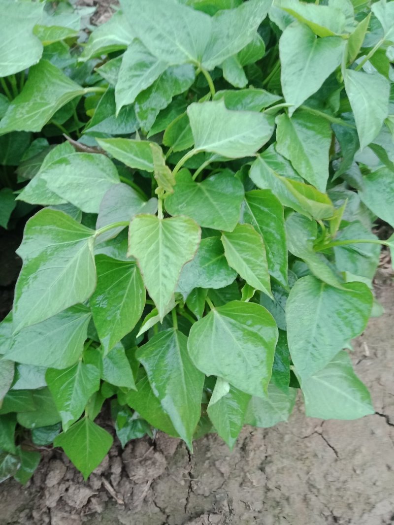 红薯苗脱毒原种红薯苗，商薯19，西瓜红，龙九，预售中