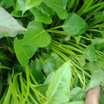 红薯苗脱毒原种红薯苗，商薯19，西瓜红，龙九，预售中