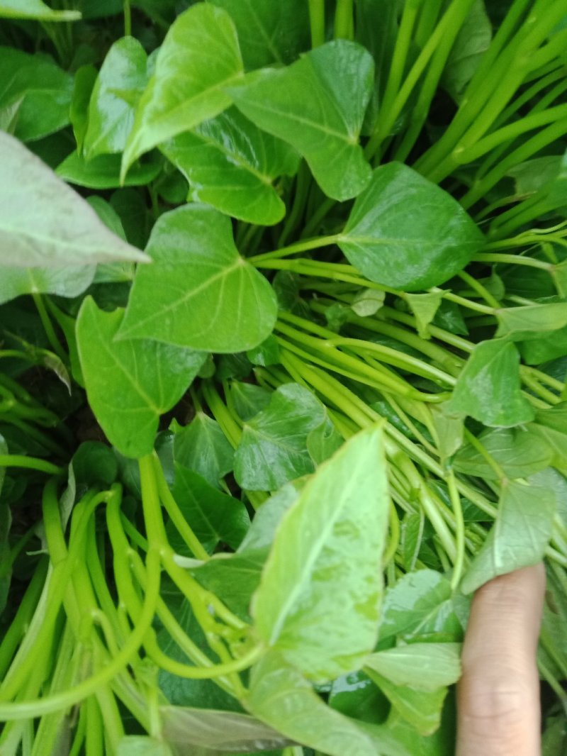红薯苗脱毒原种红薯苗，商薯19，西瓜红，龙九，预售中