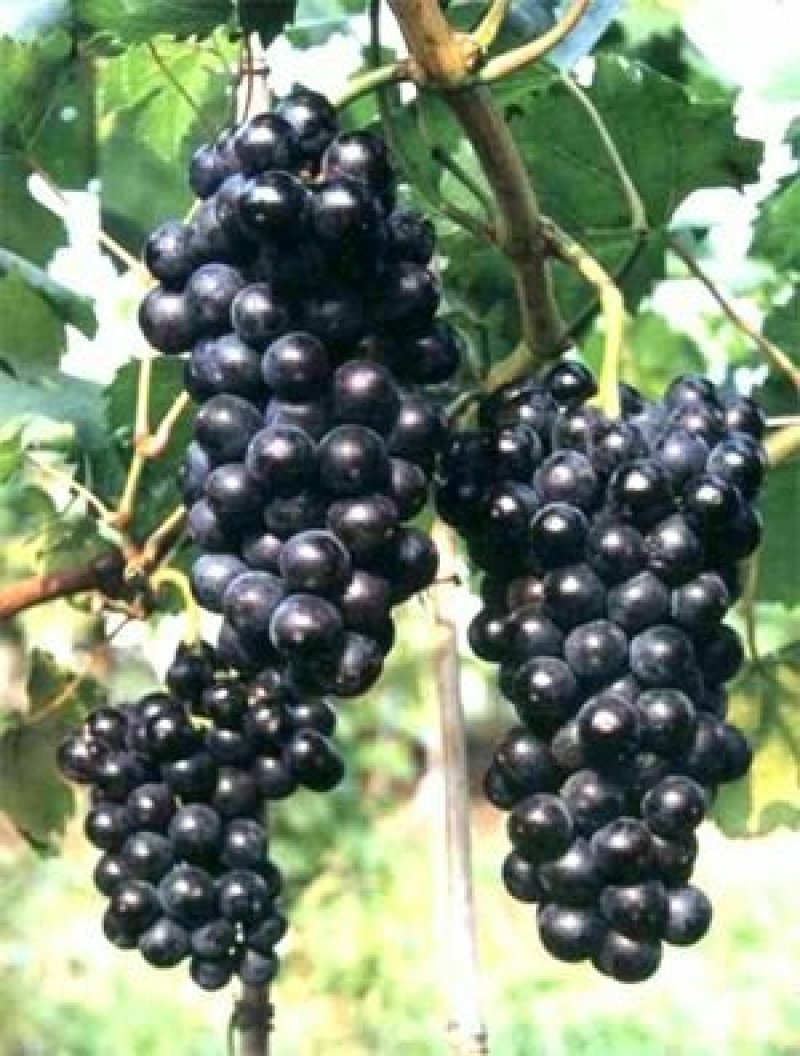 夏黑葡萄苗根系好成活率高果子大甜度高可以保证品种