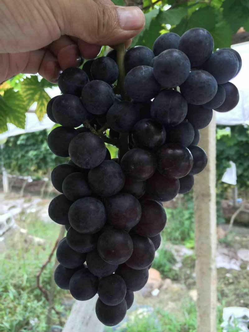 夏黑葡萄苗根系好成活率高果子大甜度高可以保证品种