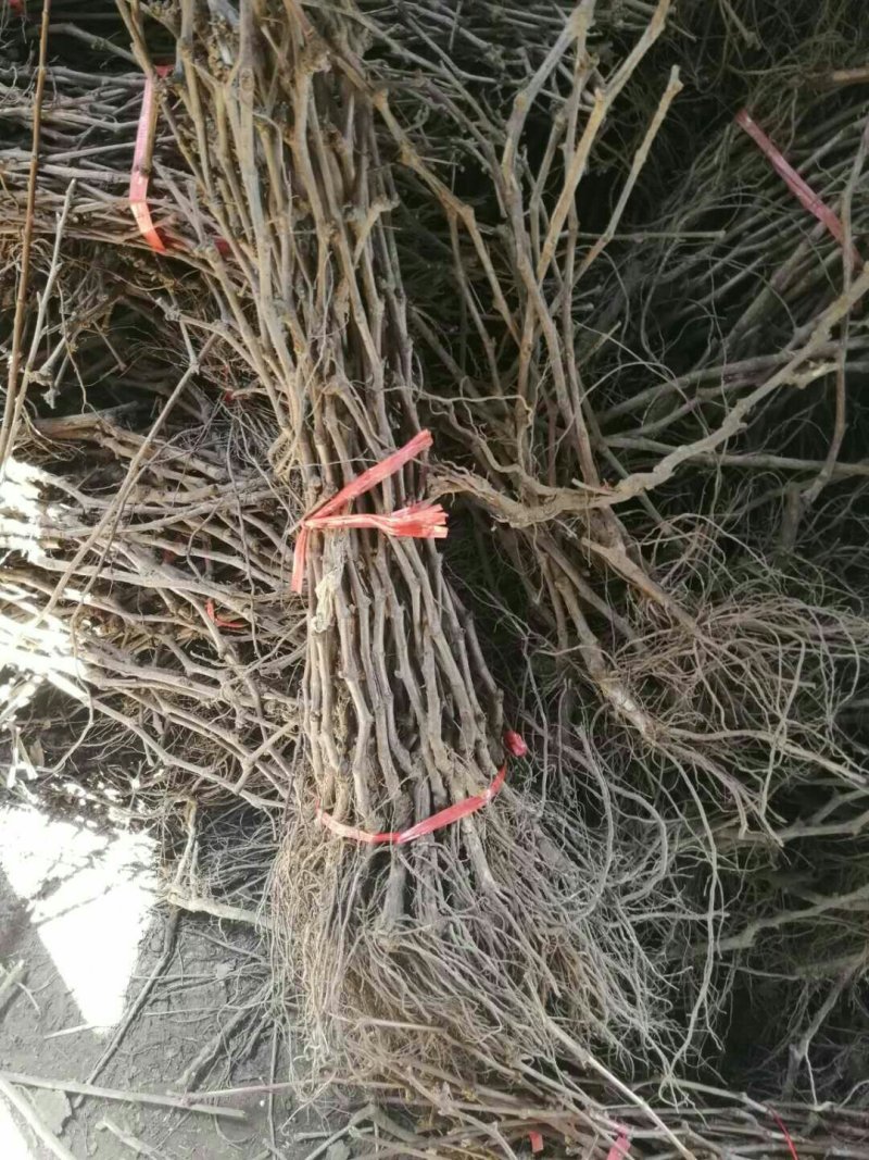 夏黑葡萄苗根系好成活率高果子大甜度高可以保证品种