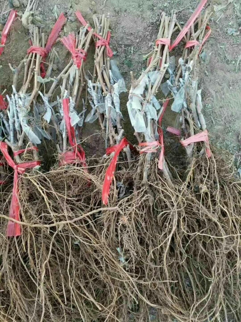 夏黑葡萄苗根系好成活率高果子大甜度高可以保证品种
