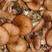 东北第四宝野生榛蘑小鸡炖蘑菇
