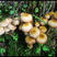 东北第四宝野生榛蘑小鸡炖蘑菇
