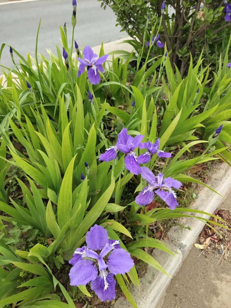 蝴蝶兰蝴蝶兰燕尾鸢尾苗鸢尾花包邮