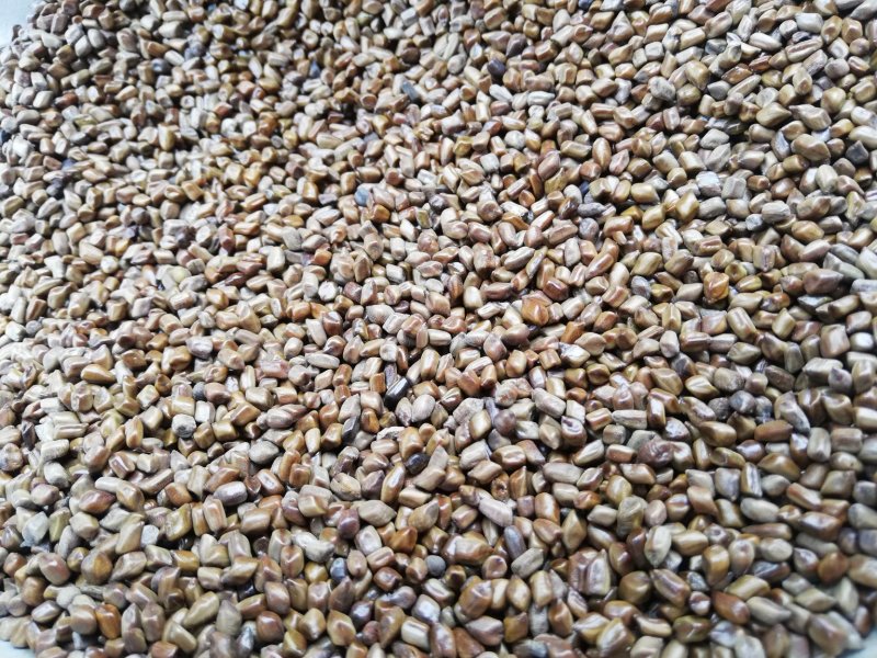 决明子草决明【推荐】新籽发芽率高大籽