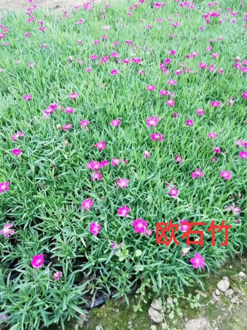 欧石竹