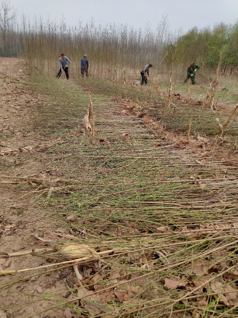 毛桃树苗2米左右，0.8-2公分以上统货，货源充足