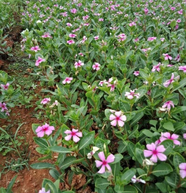 长春花小袋苗大量现货出售