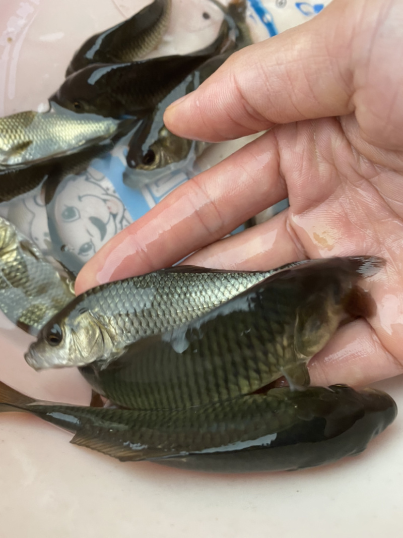 鲤鱼苗淡水鱼苗规格齐全欢迎大量采购已训食料
