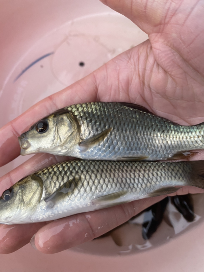 鲤鱼苗淡水鱼苗规格齐全欢迎大量采购已训食料