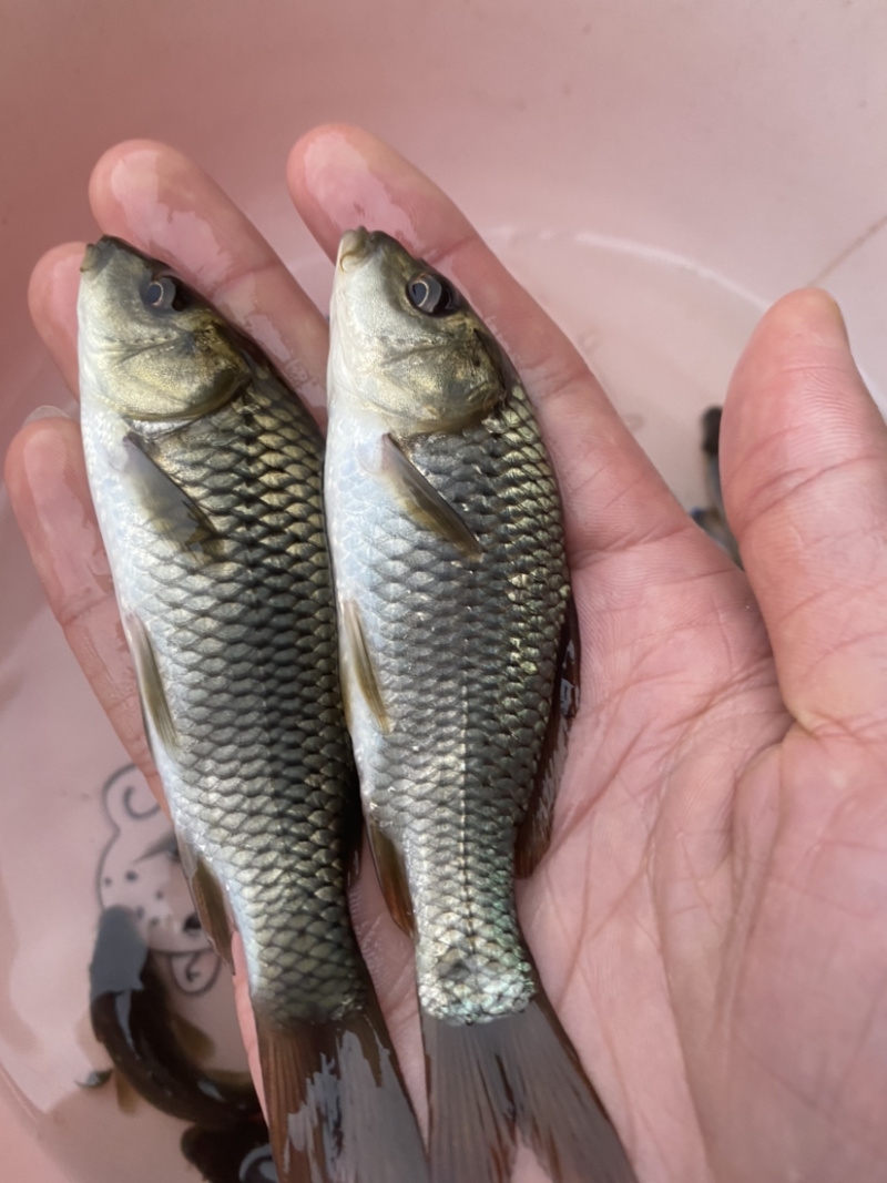 鲤鱼苗淡水鱼苗规格齐全欢迎大量采购已训食料