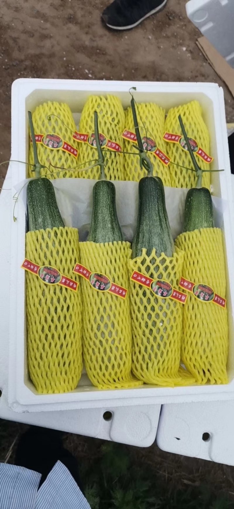 山东潍坊羊角蜜甜瓜，甘甜无渣，货源充足，对接批发市场电商