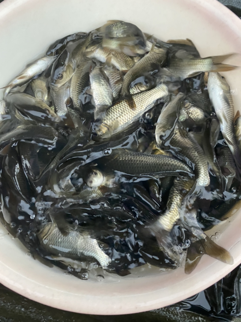 鲤鱼苗淡水鱼苗规格齐全欢迎大量采购已训食料