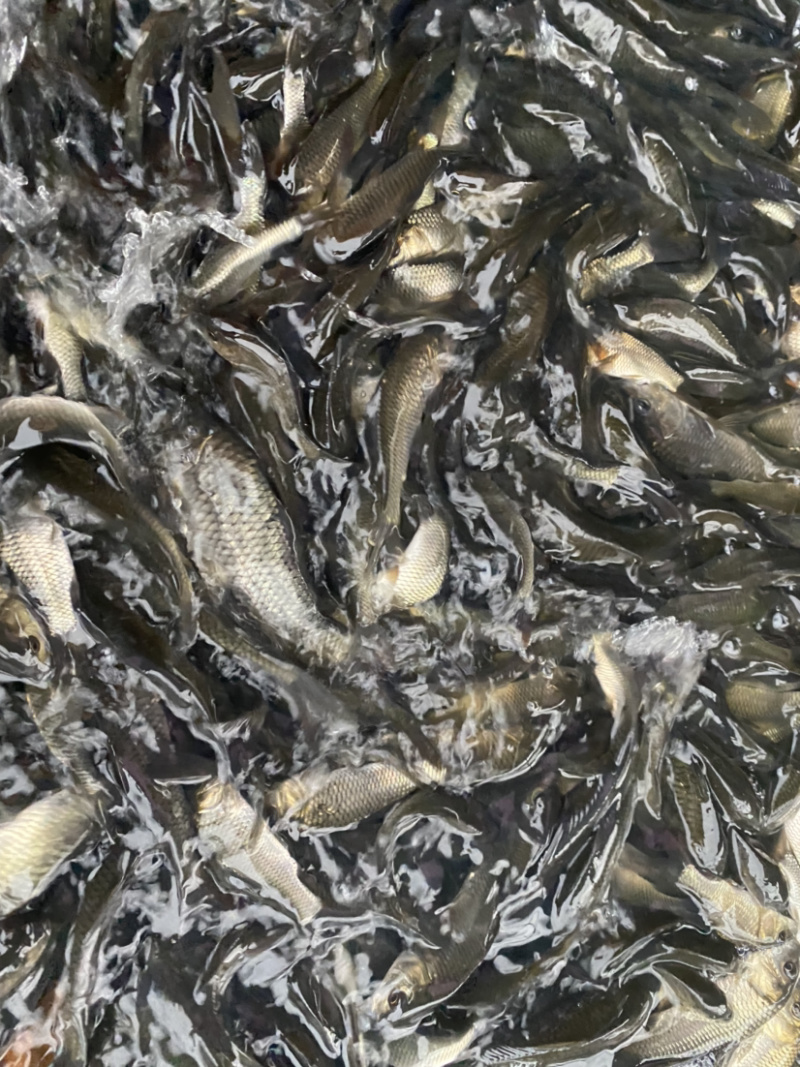 鲤鱼苗淡水鱼苗规格齐全欢迎大量采购已训食料