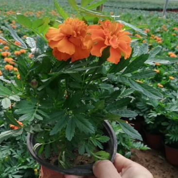 孔雀草