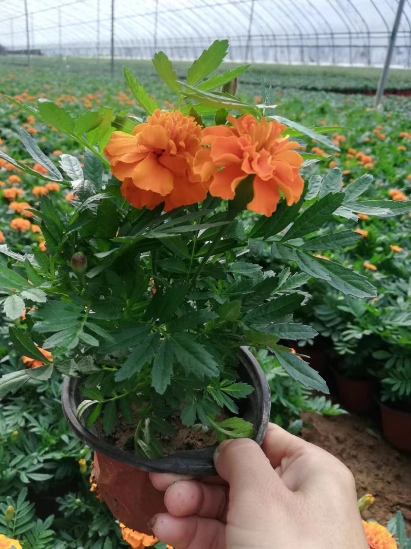 孔雀草