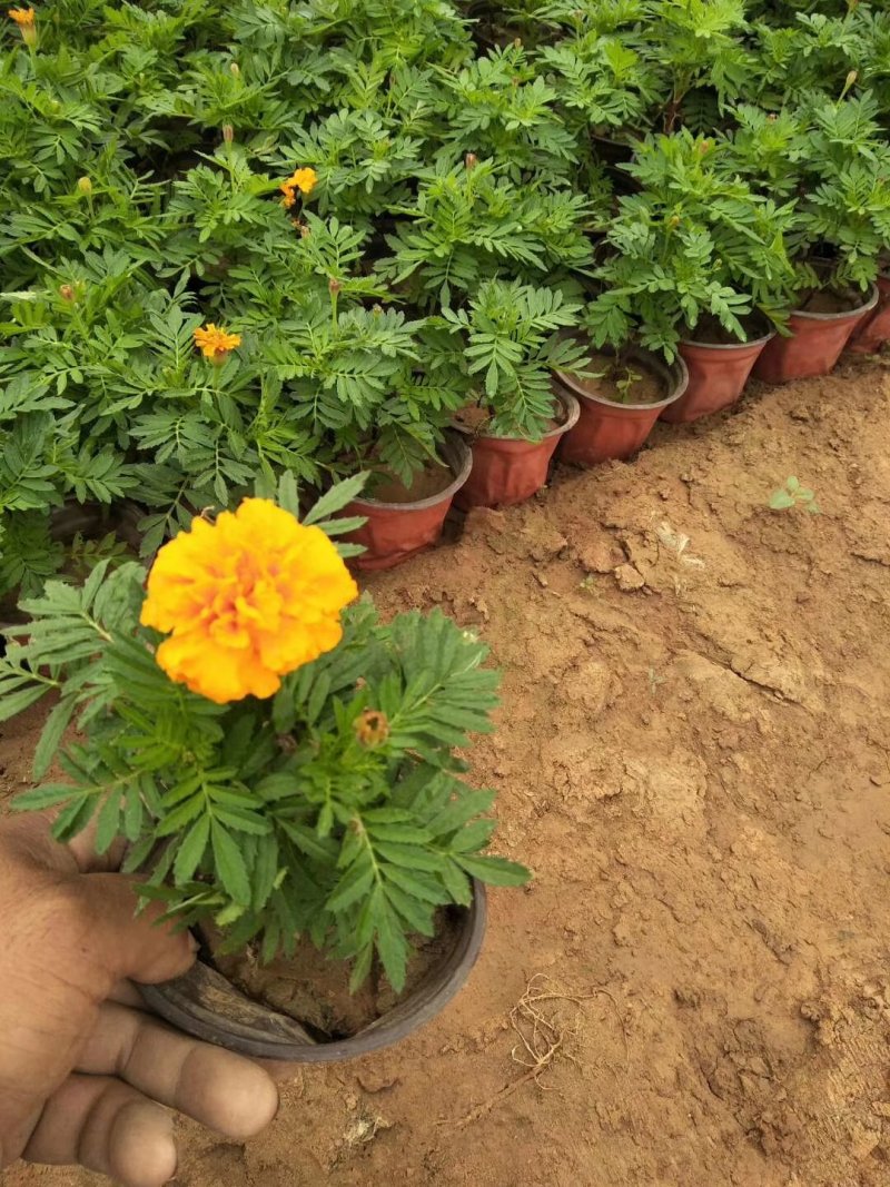 孔雀草