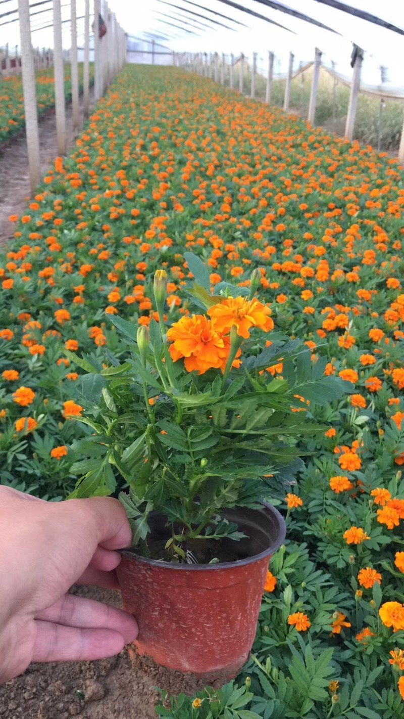 孔雀草