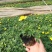 孔雀草