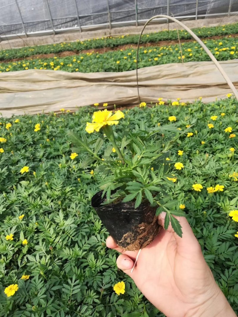 孔雀草
