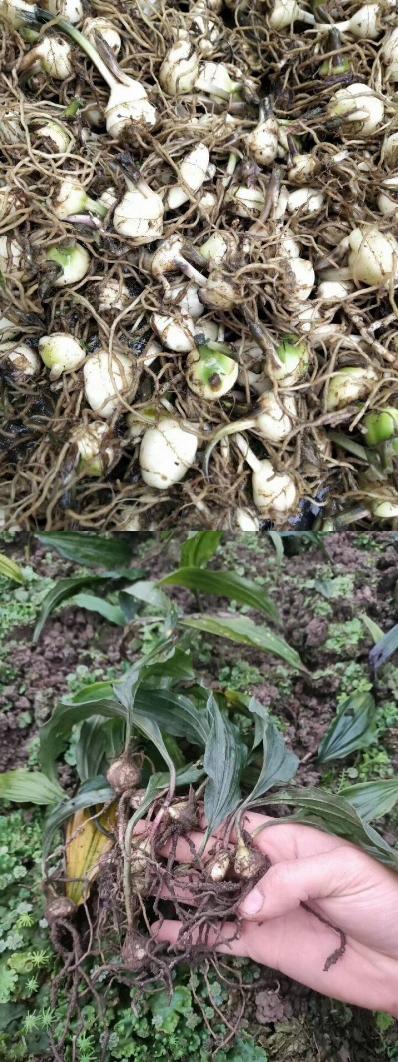 毛慈菇，产地发货，一手货源，质量保证，欢迎进店联系