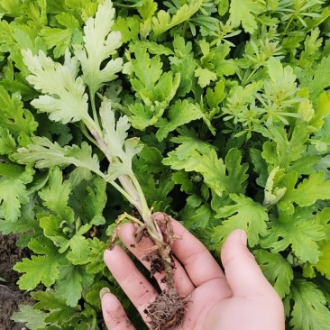 金丝皇菊苗