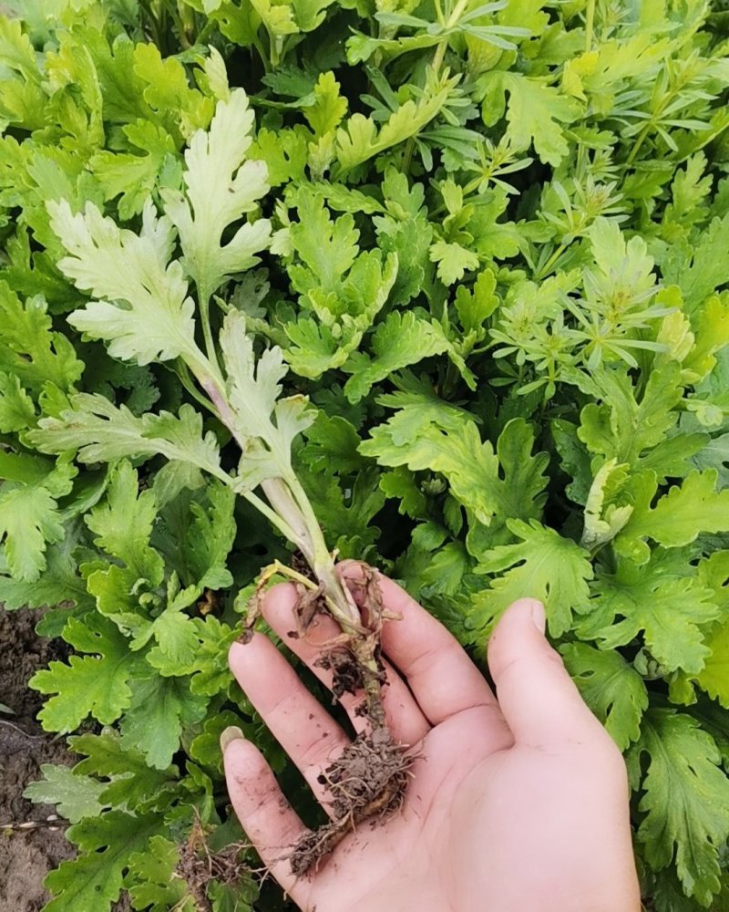 金丝皇菊苗