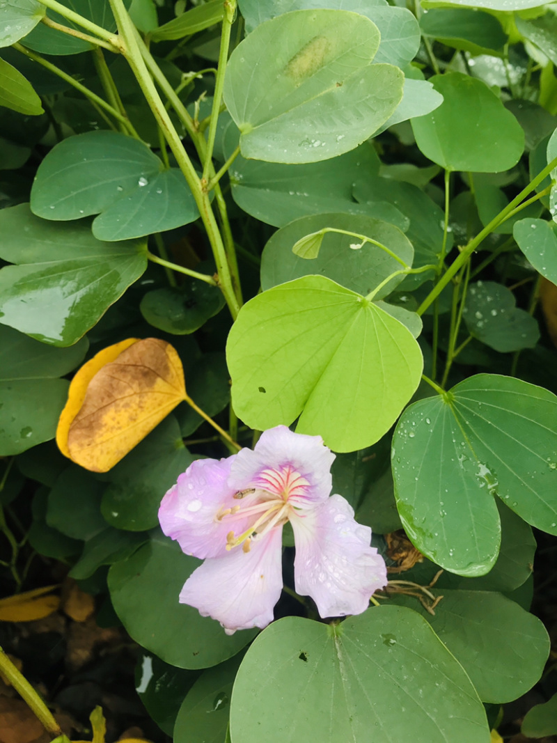 官粉紫荆，量大从优，详情请联系客服。，，