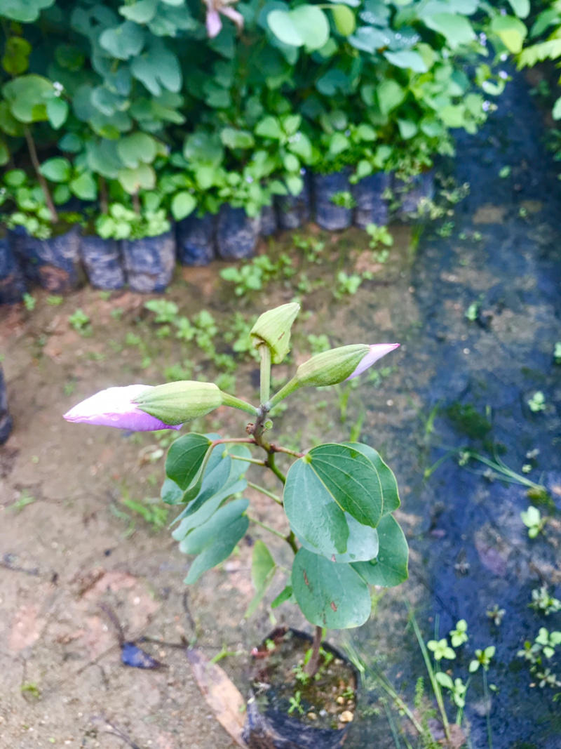 官粉紫荆，量大从优，详情请联系客服。，，
