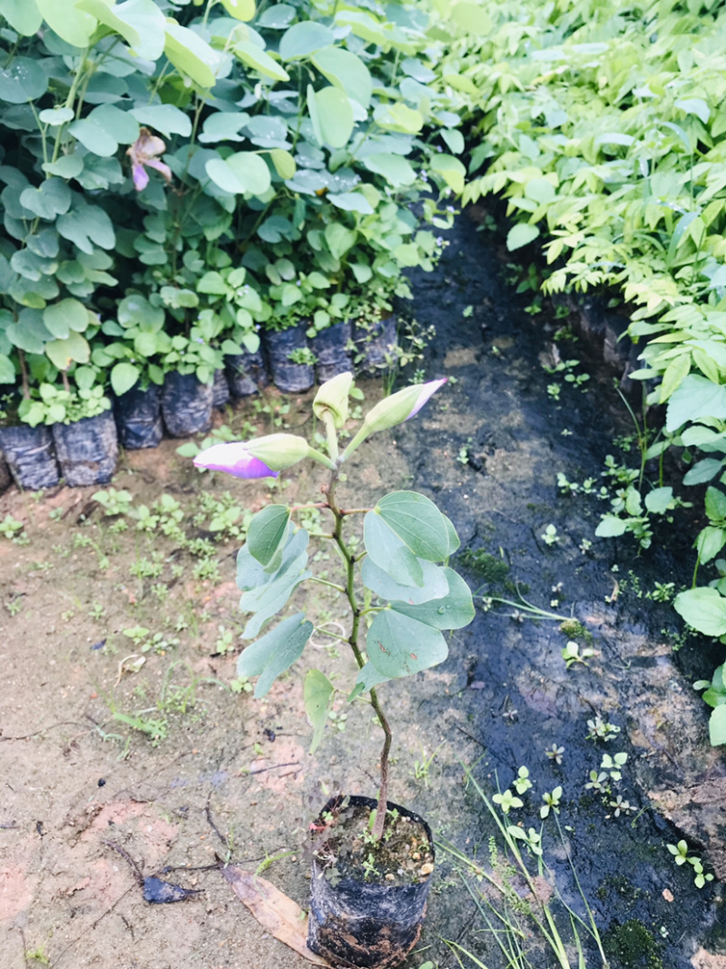官粉紫荆，量大从优，详情请联系客服。，，