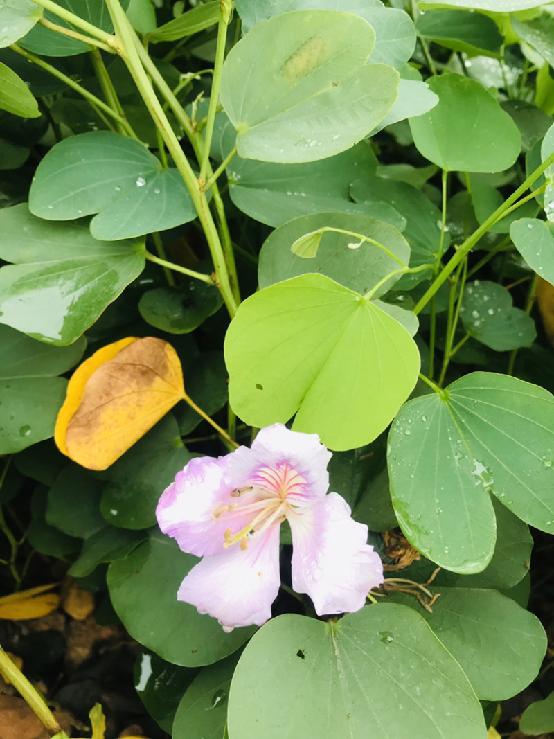 官粉紫荆，量大从优，详情请联系客服。，，