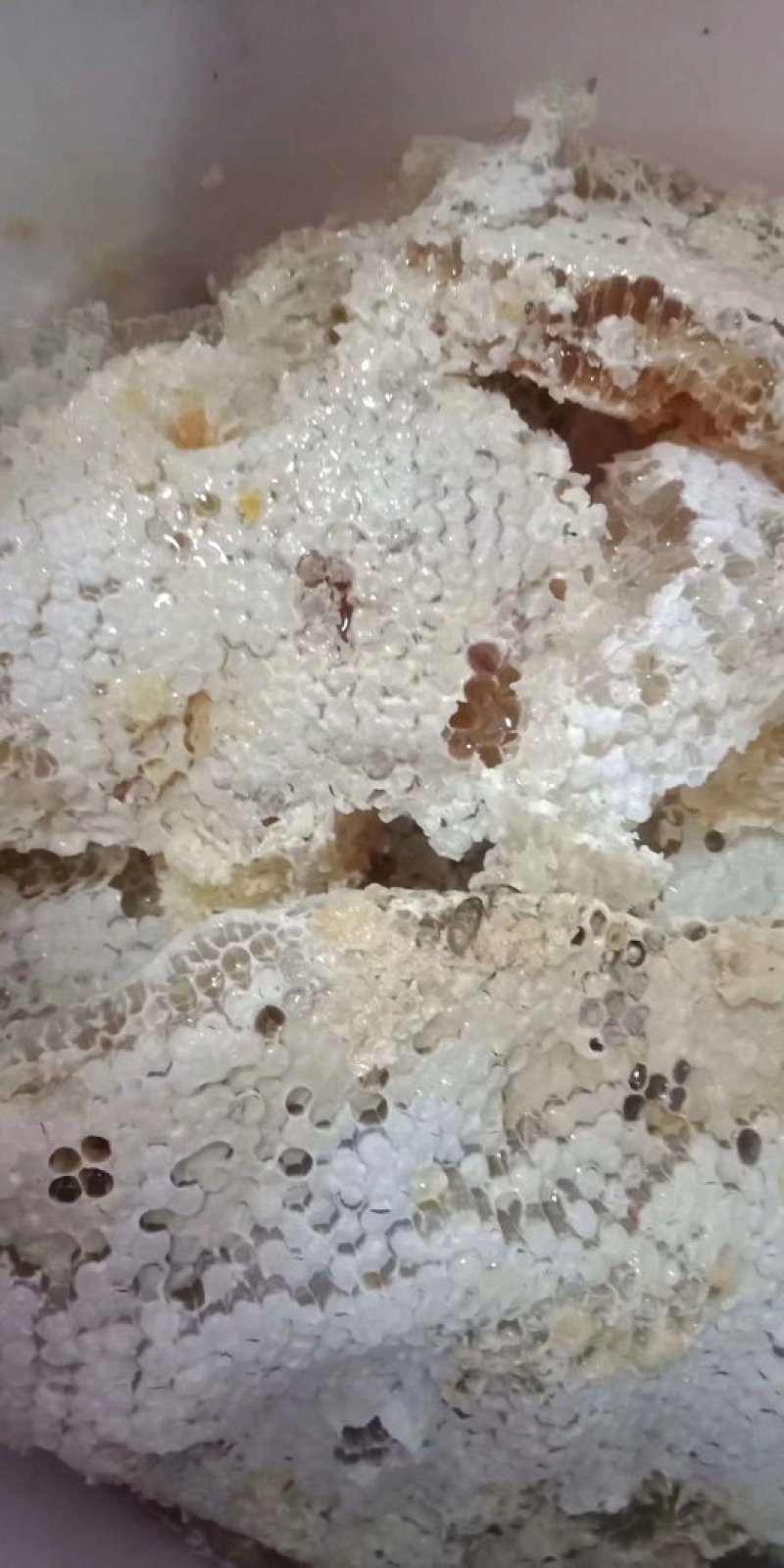 野生树洞蜂蜜，可长期合作，假一赔十