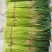 通许精品红帽蒜薹长度50公分鲜嫩不糠不干色泽好可全国供应量大