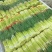 通许精品红帽蒜薹长度50公分鲜嫩不糠不干色泽好可全国供应量大