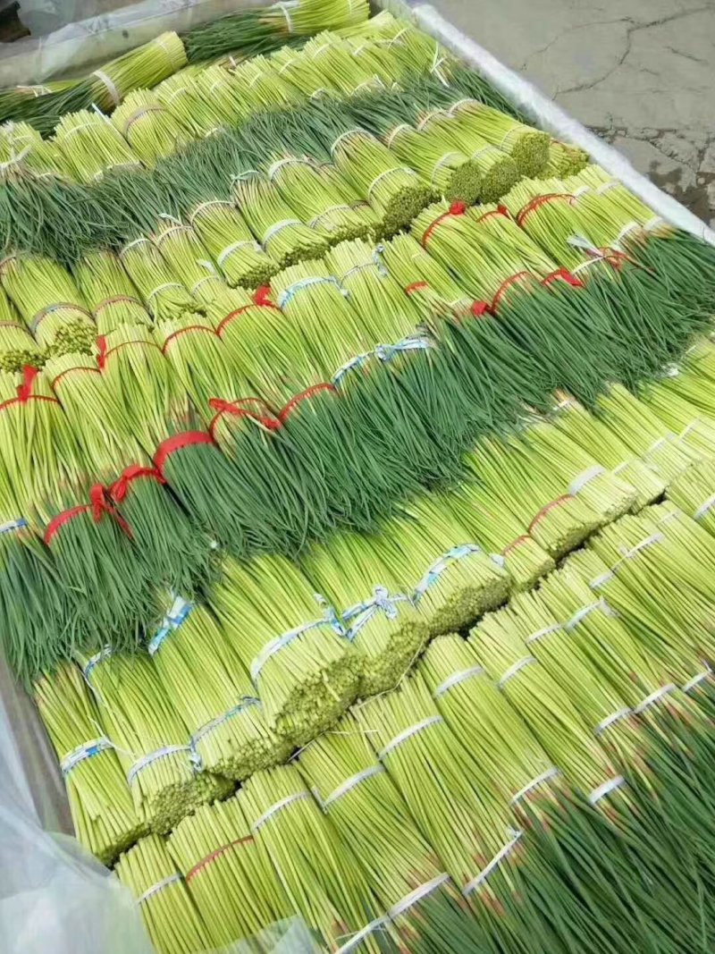 通许精品红帽蒜薹长度50公分鲜嫩不糠不干色泽好可全国供应量大