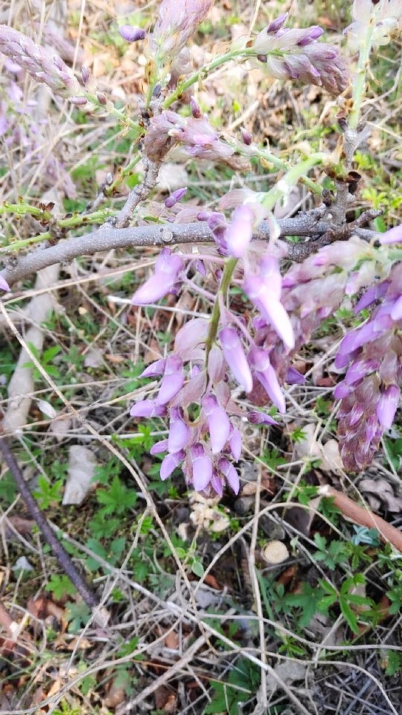 葛花