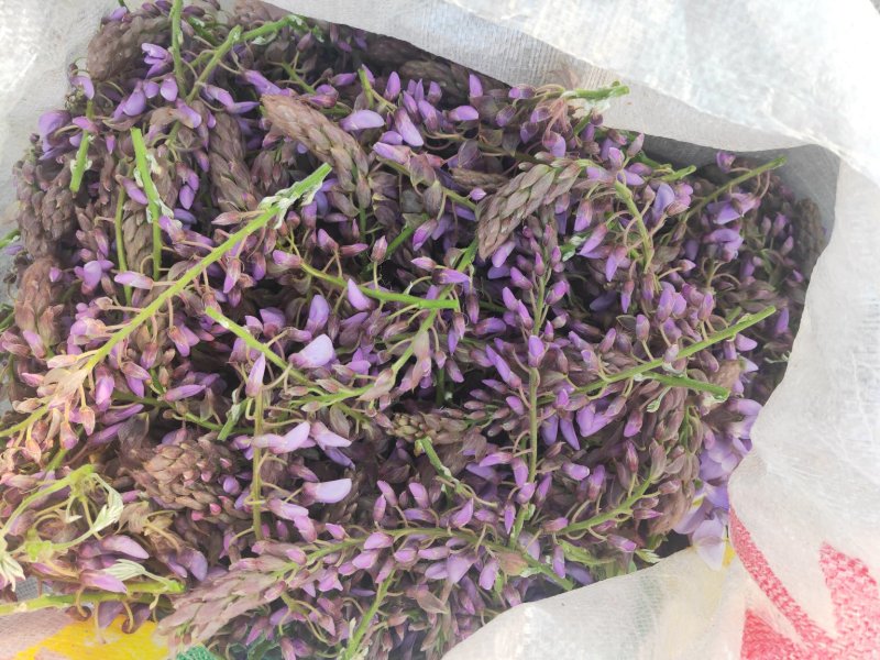 葛花