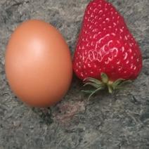 红颜奶油草莓章姬香蕉草莓